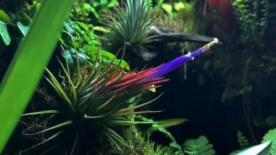 Květená vzdušná rostlina v zeleném florariu s další vegetací.