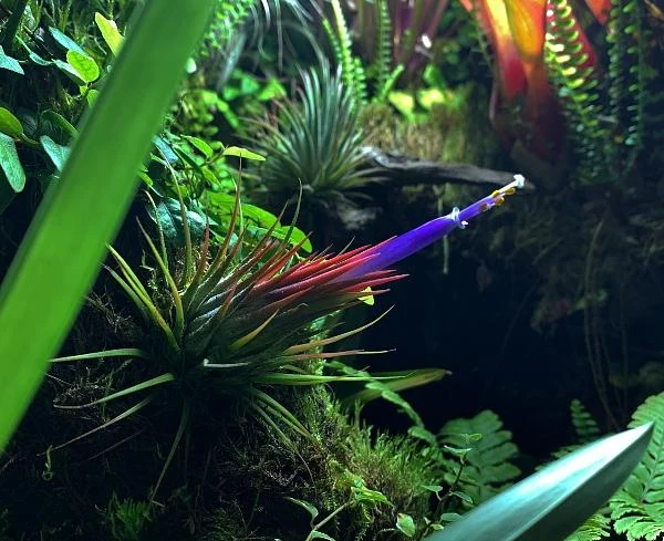 Květená vzdušná rostlina v zeleném florariu s další vegetací.