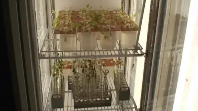 Seedlings in growth chamber