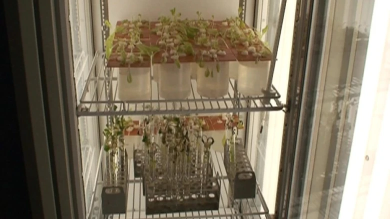 Seedlings in growth chamber