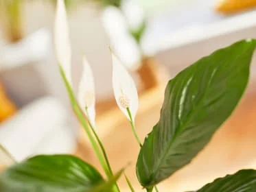 Peace lily plant