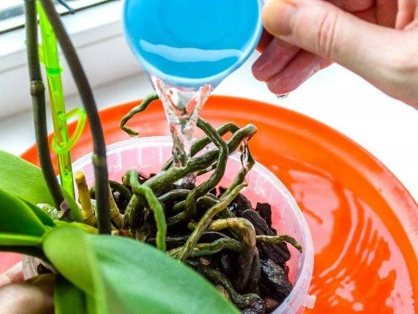 Zalévání kořenů orchideje vodou z modrého kelímku.