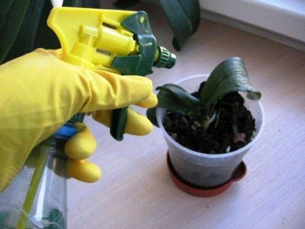 Ruce v gumě sprejují nemocnou orchidej na okenním parapetu.