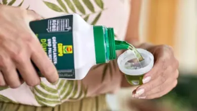 Lidová hnojivo se nalévá do odměrky pro květiny na okno.