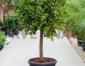 Citrusový strom calamondin v květináči s plody.