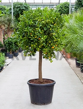 Citrusový strom calamondin v květináči s plody.