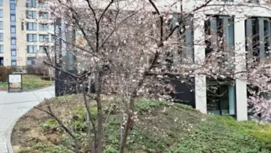 Malý keř s květy sakury rostoucí na svahu u budovy.