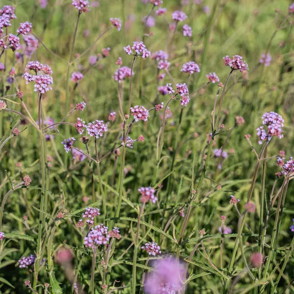 Fialové květy rostliny perovskia v zahradním prostředí.