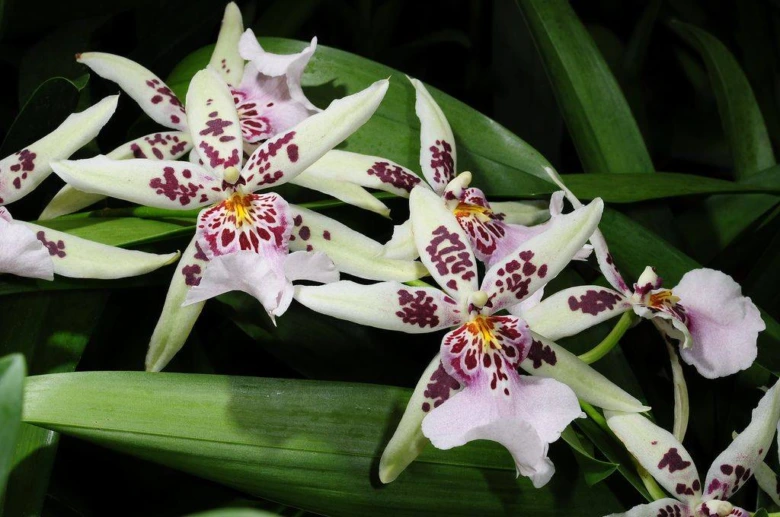 Bílé orchidee s fialovými skvrnami rostoucí v květináči.