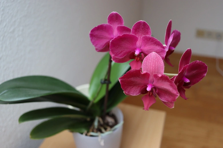 Růžová orchidej v květináči na stole s listy.