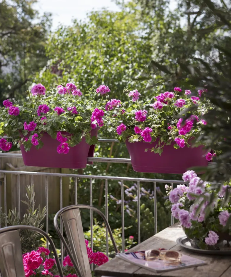 Dvě visící květináče s pelargoniemi na balkóně.