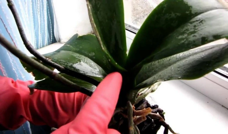 Orchide s lepivými kapkami na listu ukazující příznaky nemoci.