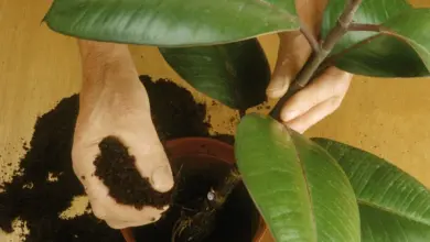 Ruce sázejí ficus elastica do hrnce se zemí.