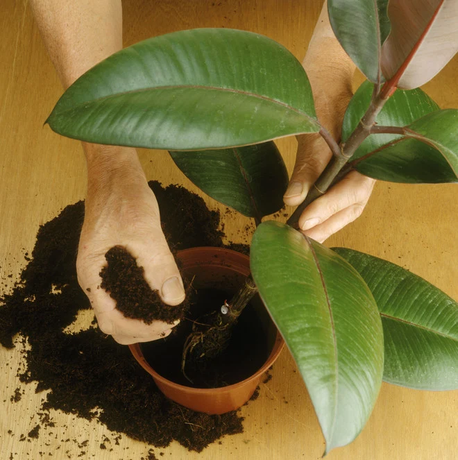 Ruce sázejí ficus elastica do hrnce se zemí.
