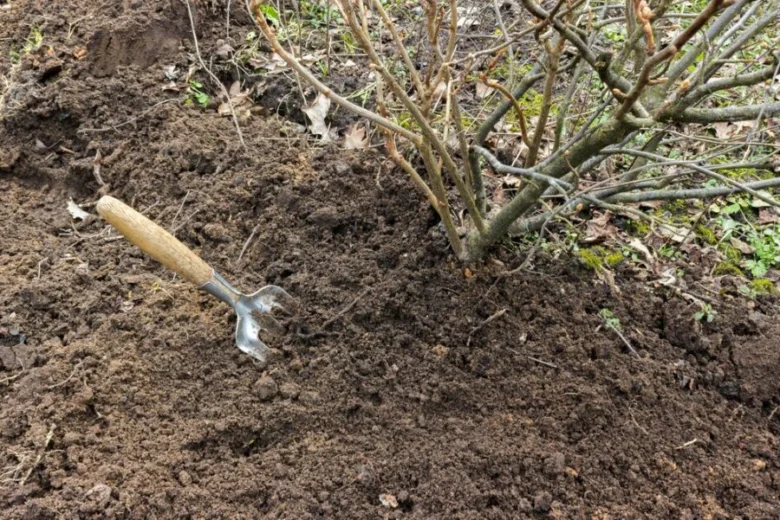 Ruční zahradnický nástroj u přesazovaného keře na podzim.
