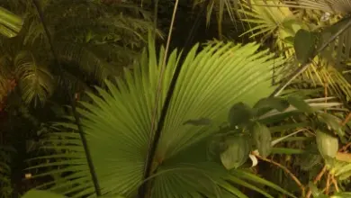 Fan palm leaf in jungle