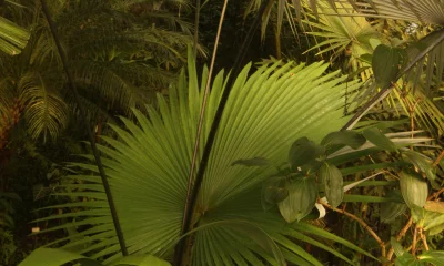 Fan palm leaf in jungle