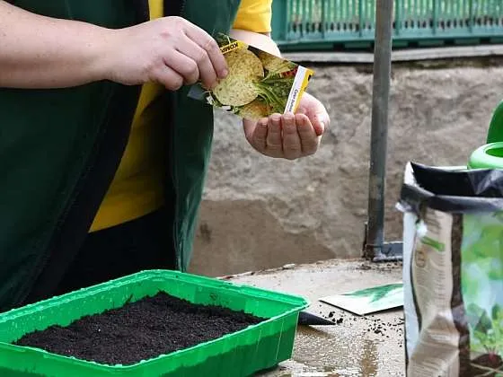 Osobní ruce sázejí semínka do zeleného květinového hrnce.