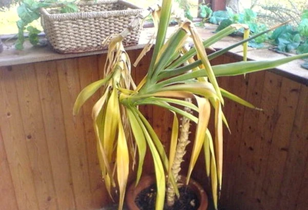 Yucca s žloutnoucími listy v květináči na dřevěné ploše.