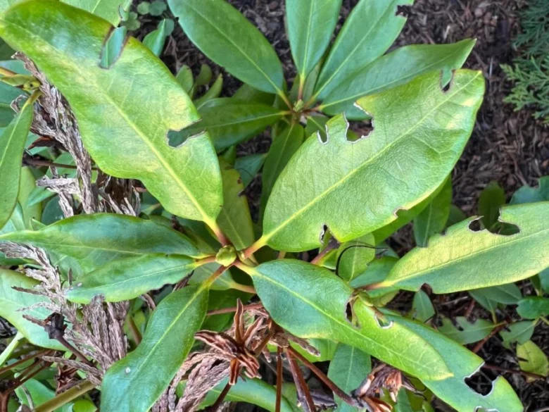Rododendron s listy poškozenými hmyzem nebo nemocí.