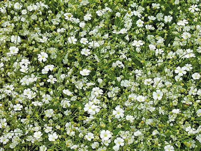 Bílá gypsophila v květinovém záhonu s zelenými stonky a listy.