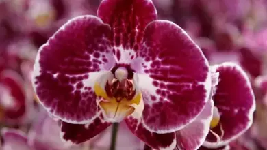 Fialová skvrnitá orchidej s žlutým středem na rozostřeném pozadí.