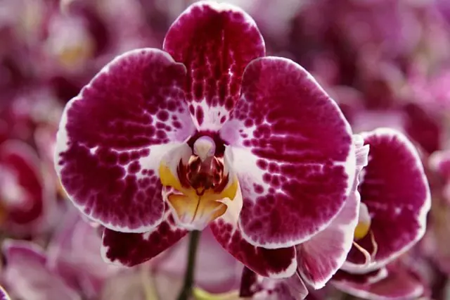Fialová skvrnitá orchidej s žlutým středem na rozostřeném pozadí.