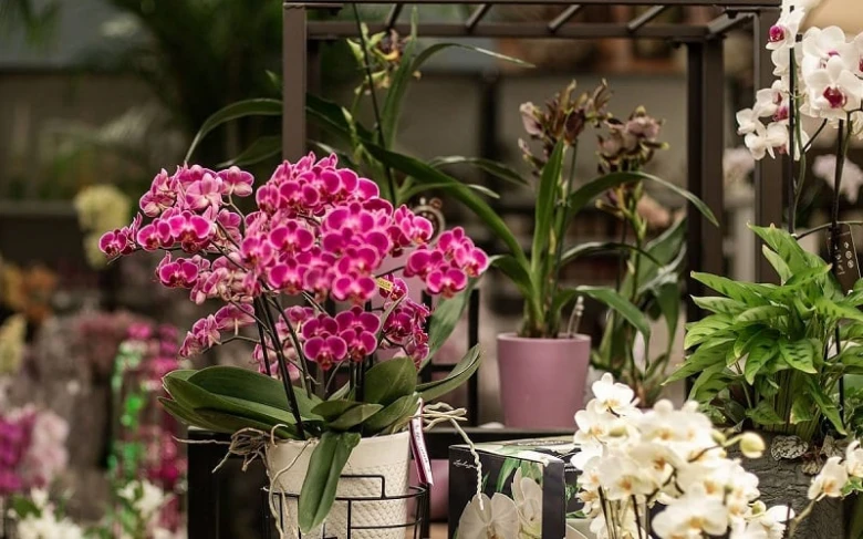 Rostoucí růžové orchidee v květináčích na interiérové výstavě.