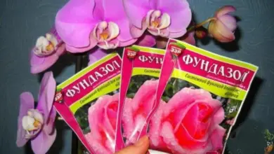 Ruce drží balíčky Fundazolu před fialovými orchidejemi.