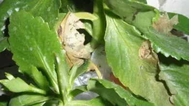 Kalanchoe s hnědými skvrnami od choroby