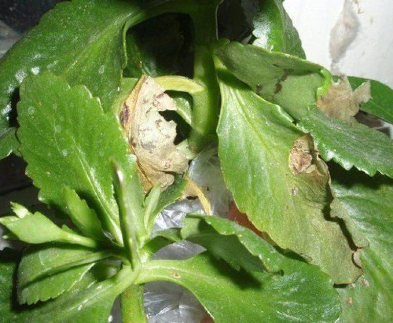 Kalanchoe s hnědými skvrnami od choroby