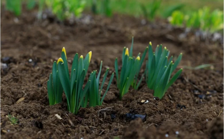Daffodil seedlings in soil