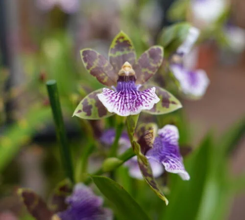 Fialová orchidej s fialovými květy v interiéru.