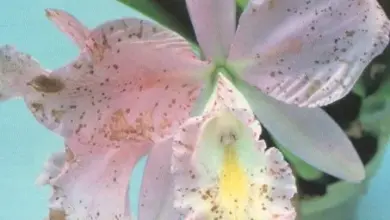 Růžová orchidej s hnědými skvrnami na květových lístcích.