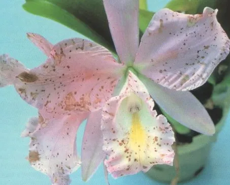Růžová orchidej s hnědými skvrnami na květových lístcích.