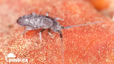 Springtail on leaf surface
