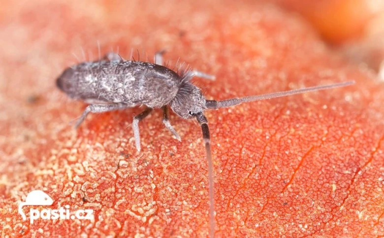 Springtail on leaf surface