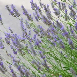 Lavender plants in bloom