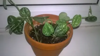 Scindapsus plant in pot