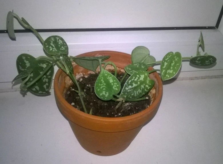 Scindapsus plant in pot