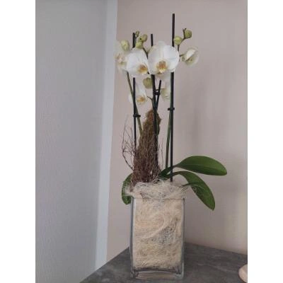 White orchid in vase
