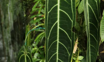 Zelené listy anthuria s bílými žilkami v přírodě.