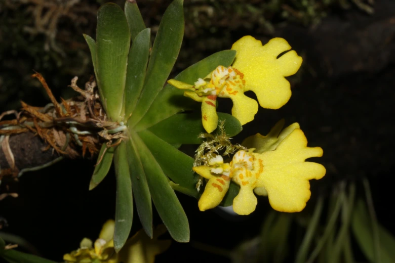 Žluté květy orchideje na zeleném stonku s listy.