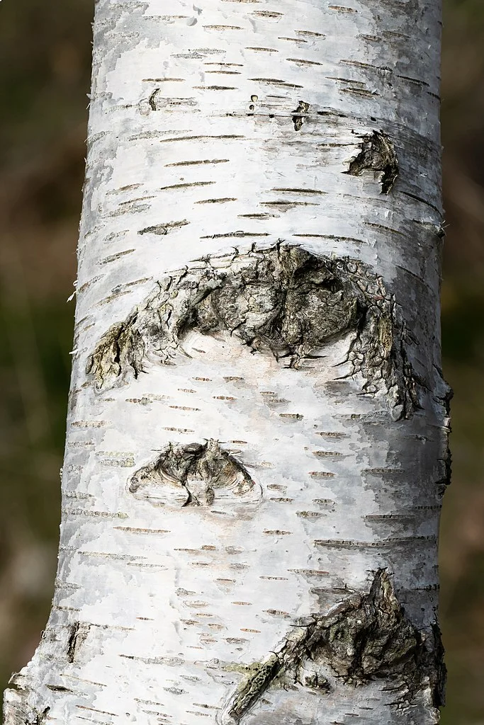 Detail kůry břízy s bílou barvou a tmavými jizvami.