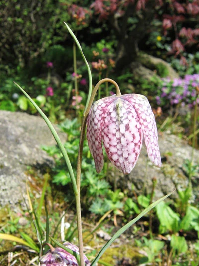 Květa Fritillaria meleagris v rašeliništi s mechem.