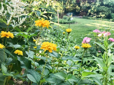 Yellow perennial flowers in garden