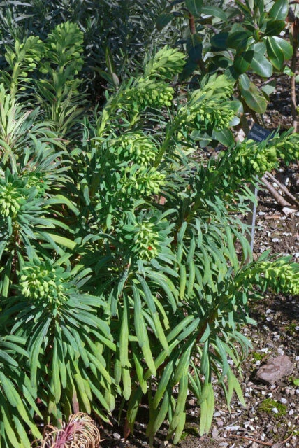 Euphorbia plant with green leaves and buds