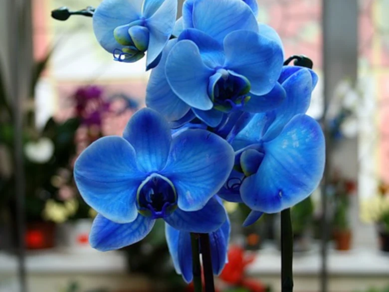 Modré fialové orchideje v květu na světlém pozadí.