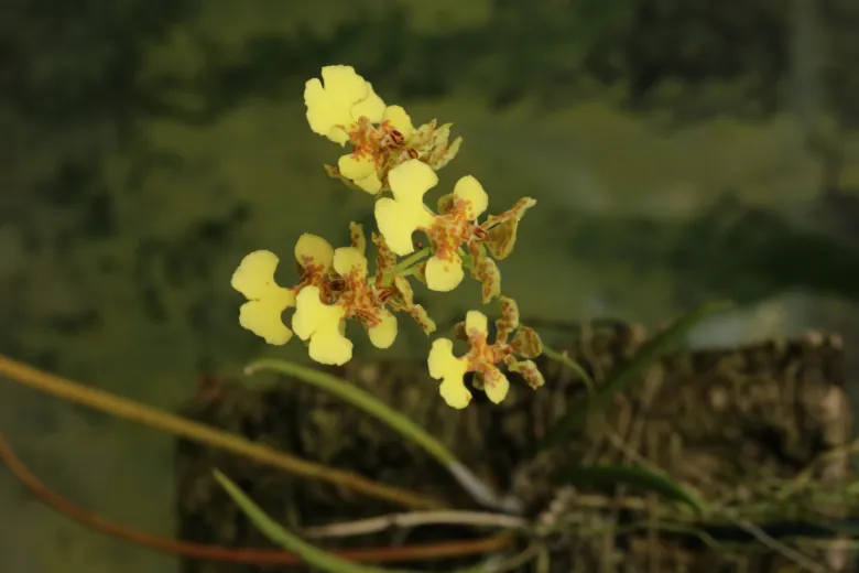 Žluté květy orchideje rostoucí na tenkých stoncích.