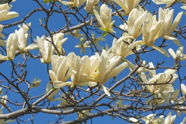 Bílé květy magnolie na větvích proti modré obloze.